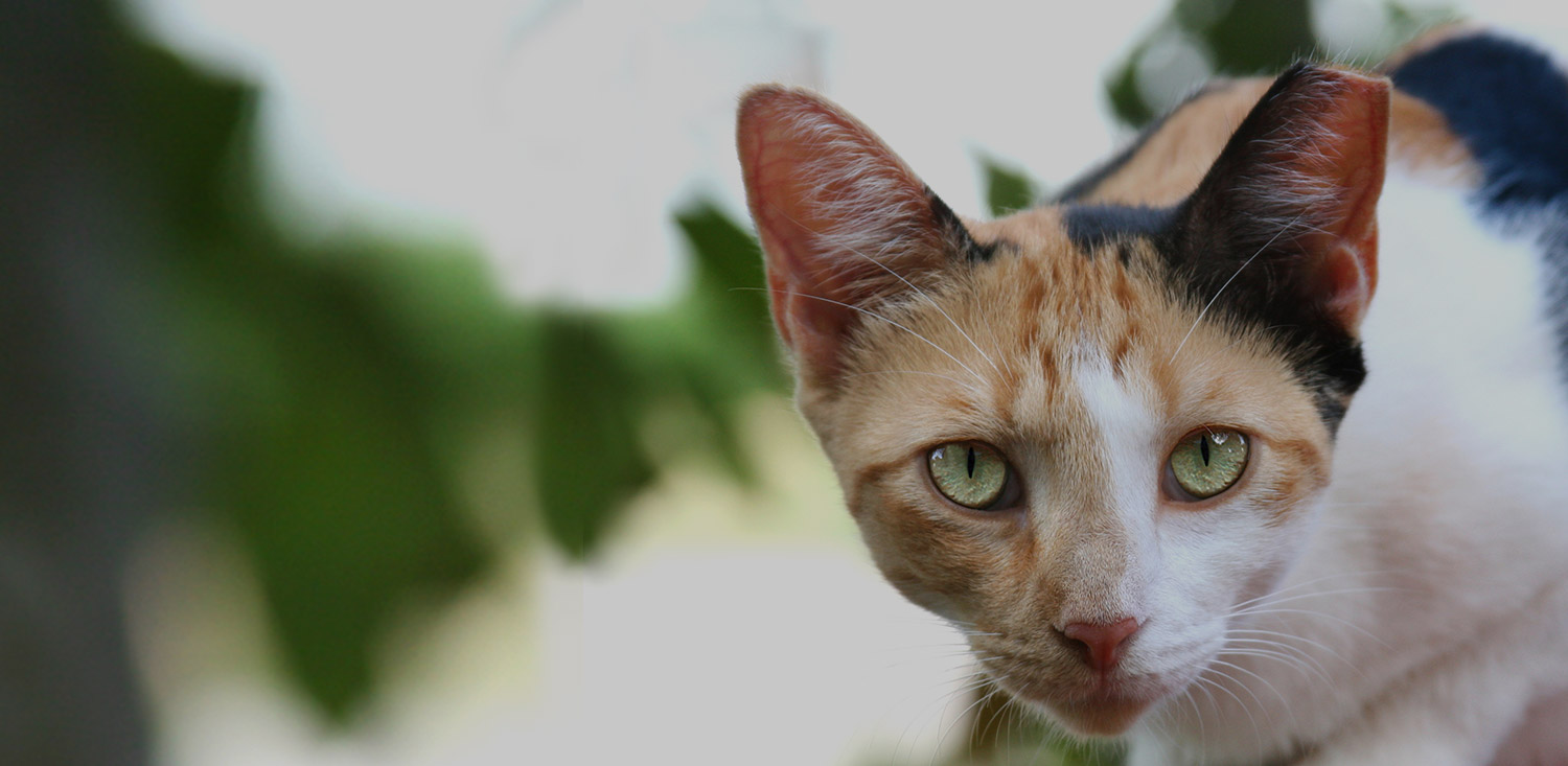 OCAA-Feral-Cat-Cover