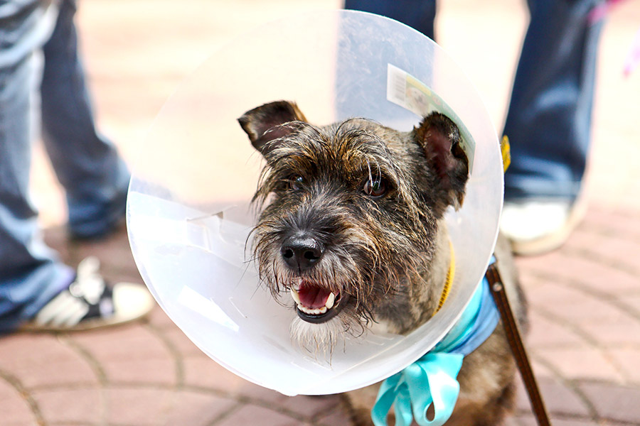 OCAA-dog-in-cone