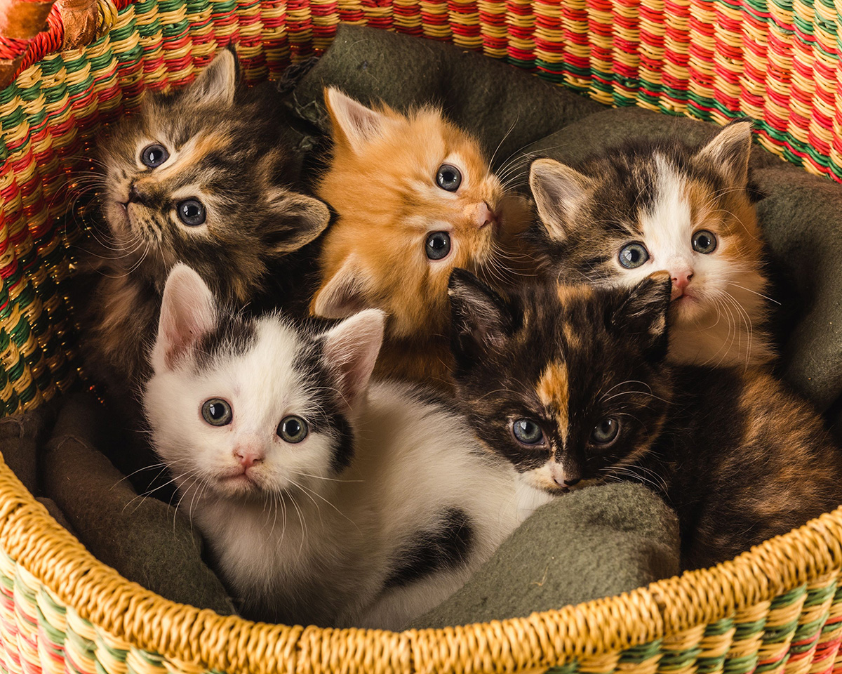 Stray kittens